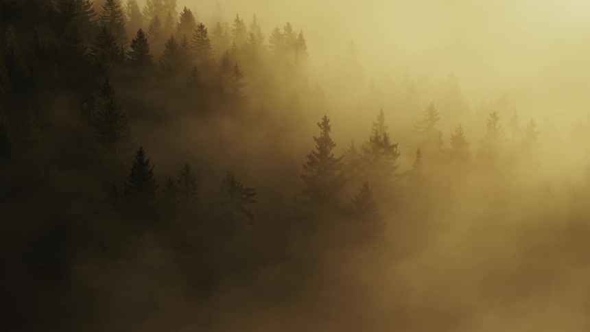 Dark silhouettes of tall evergreen trees emerge from a thick layer of fog that is intensely illuminated with a warm golden light