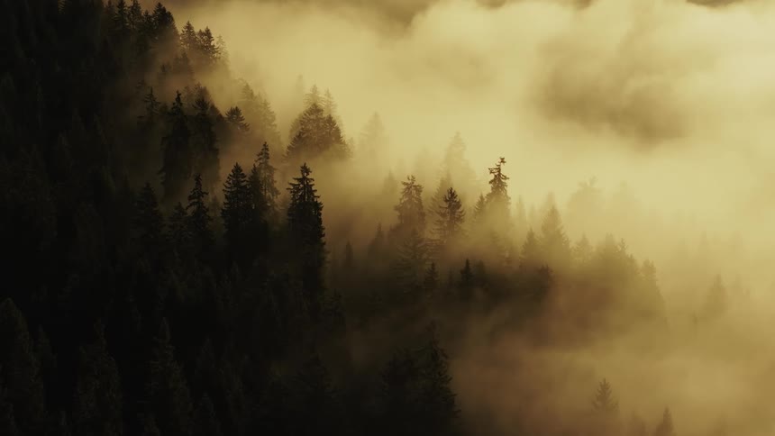 Dense forest enveloped in golden mist under soft morning light
