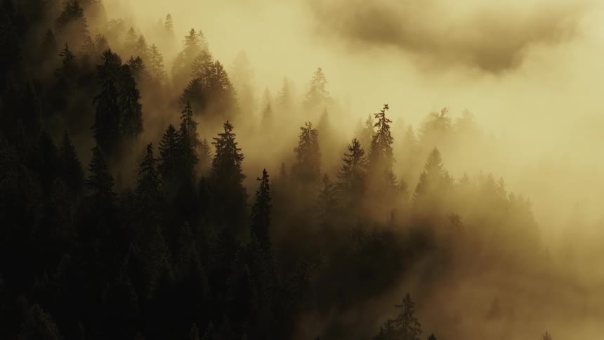 The video is an extreme closeup of a dark coniferous forest shrouded in thick goldenyellow fog the tops of the evergreen trees appear to fade into the dense misty haze