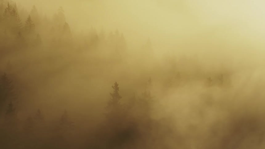 A foggy forest scene with the atmosphere enveloped in an orange mist
