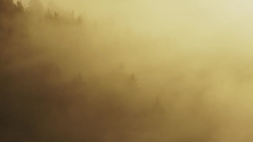 A misty forested hillside glows with golden light filtering through fog