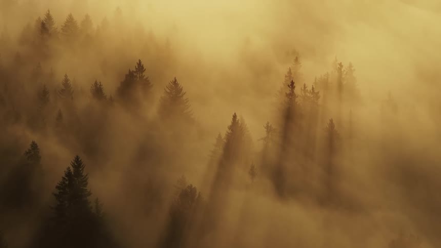Dense fog tinted red by sunlight covers a conifer forest