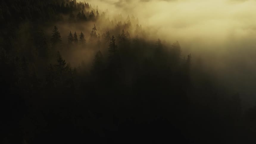 A dramatic aerial view shows dark green coniferous treetops rising through thick golden yellow fog with strong crepuscular rays of morning sunlight streaming down through the mist