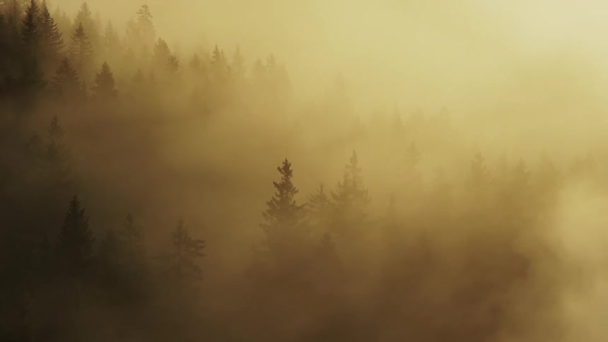 A dramatic aerial view shows dark green coniferous treetops rising through thick golden yellow fog with strong crepuscular rays of morning sunlight streaming down through the mist