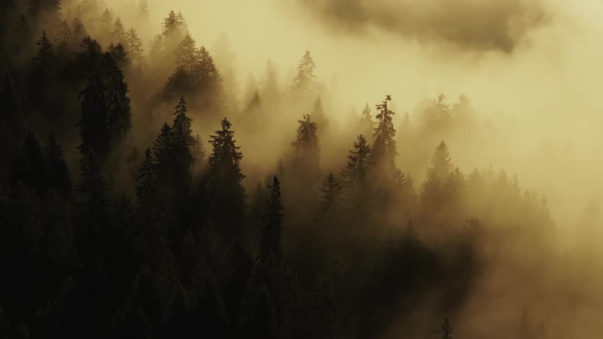 A dramatic aerial view shows dark green coniferous treetops rising through thick golden yellow fog with strong crepuscular rays of morning sunlight streaming down through the mist