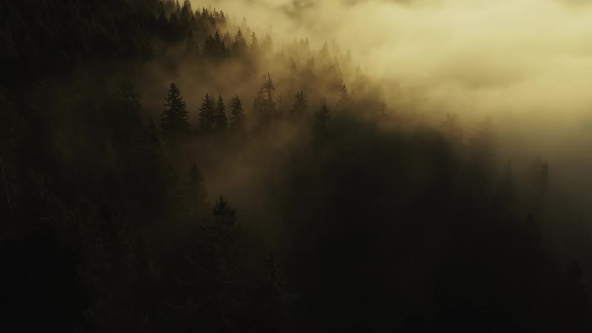 A mistcovered forest glows with a golden hue at sunset