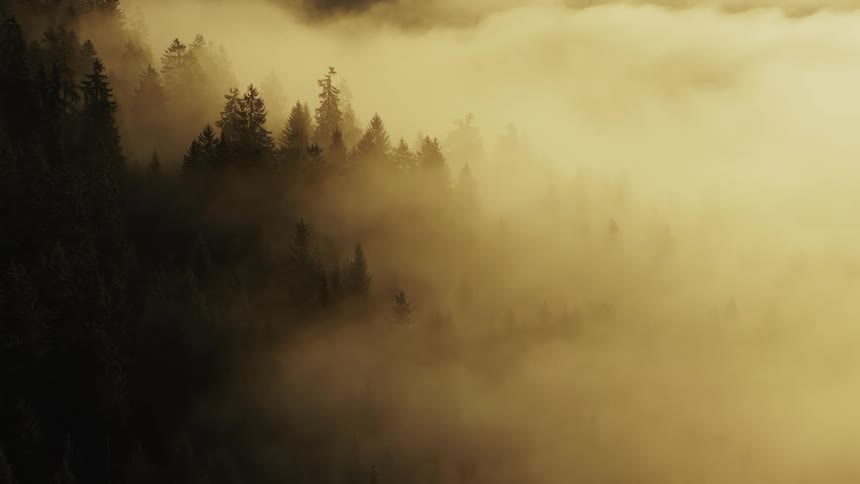 Forest canopy covered in golden mist illuminated by the morning sun