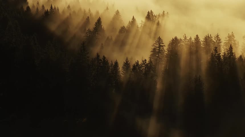 A sunlit forest with long golden rays slanting through mist over dark evergreens