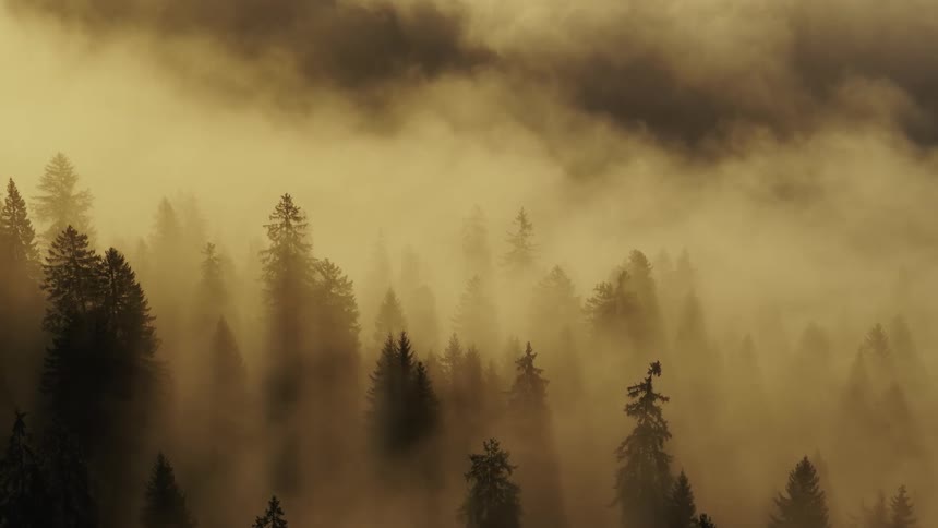 Forest covered in golden mist under the morning light