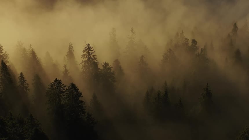 A dramatic aerial view shows dark green coniferous treetops rising through thick golden yellow fog with strong crepuscular rays of morning sunlight streaming down through the mist