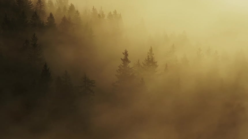 Dense forest filled fir trees engulfed in thick fog