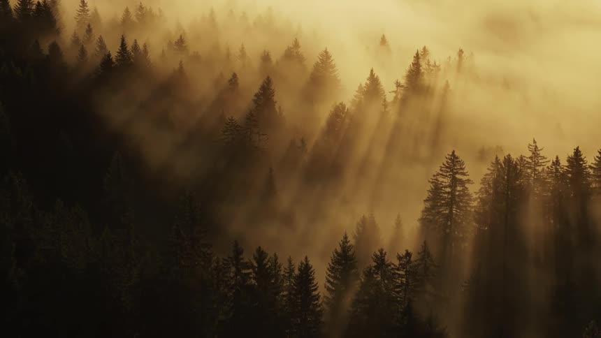 A dramatic aerial view shows dark green coniferous treetops rising through thick golden yellow fog with strong crepuscular rays of morning sunlight streaming down through the mist