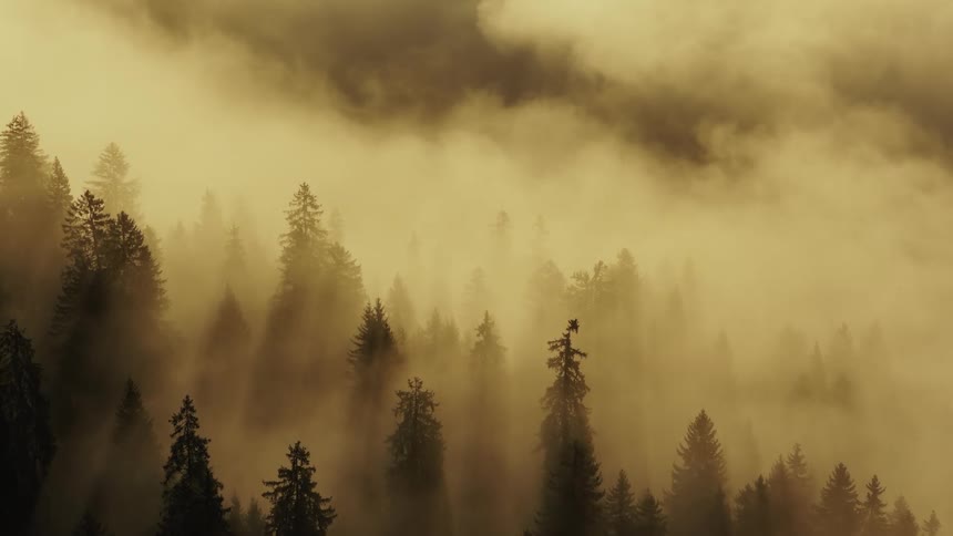 Mist covers the forest