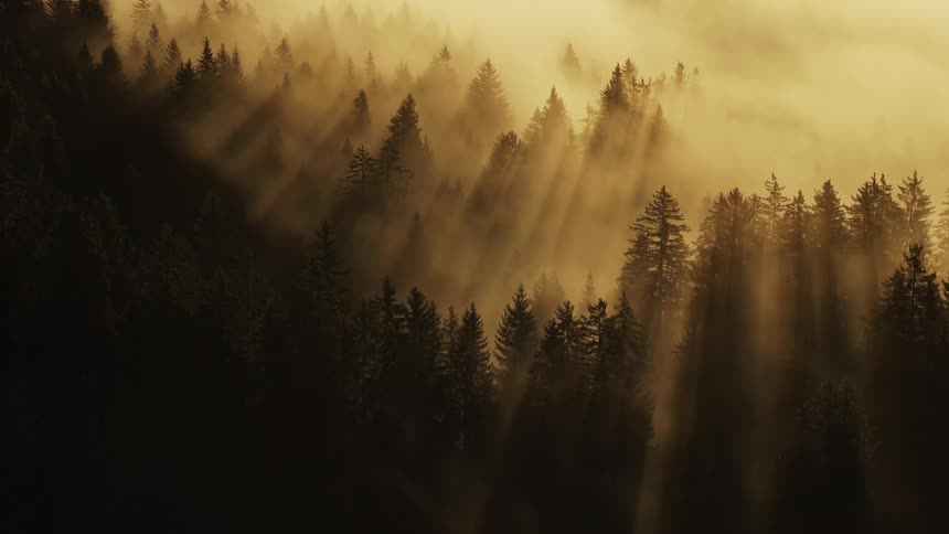 Sunlight filters through a misty forest creating a warm ethereal glow