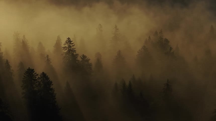Forest covered in golden mist under the morning light