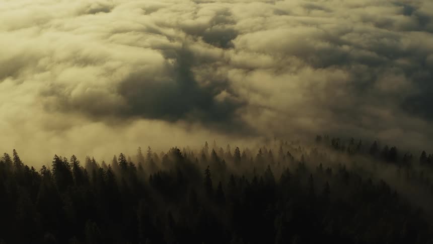 Dense fog covering a pine forest under golden light
