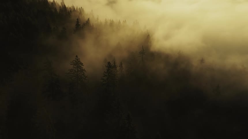 Dark forest blanketed in thick fog under golden light