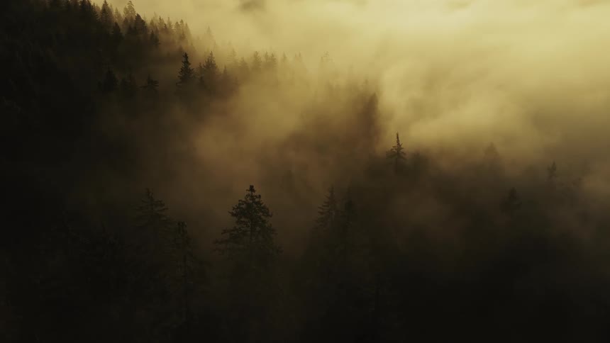 Forest covered by dense fog illuminated by soft golden light