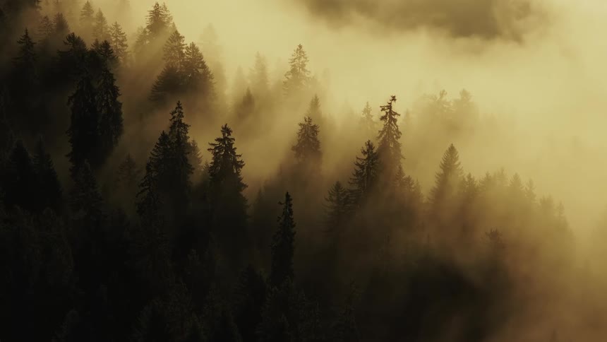 The video is an atmospheric shot of a dense forest of pine trees covered by a thick golden mist or fog the sun is attempting to break through the haze giving the scene a soft warm and mysterious glow
