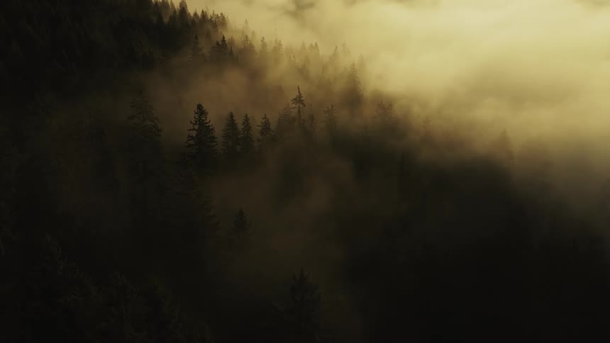 A misty forested hillside glows with golden light filtering through fog
