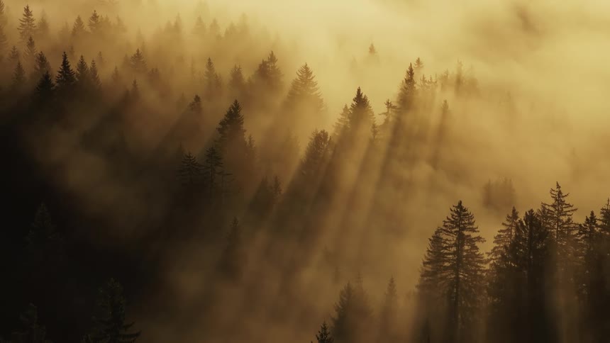 Mist covers the forest