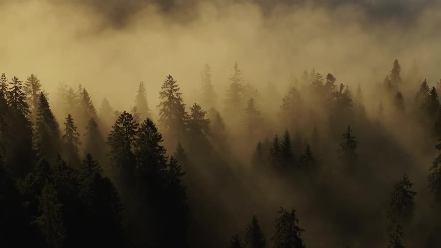 A dense evergreen forest is shown on a misty morning with dark treetops emerging from thick golden fog as rays of sunlight filter through the haze