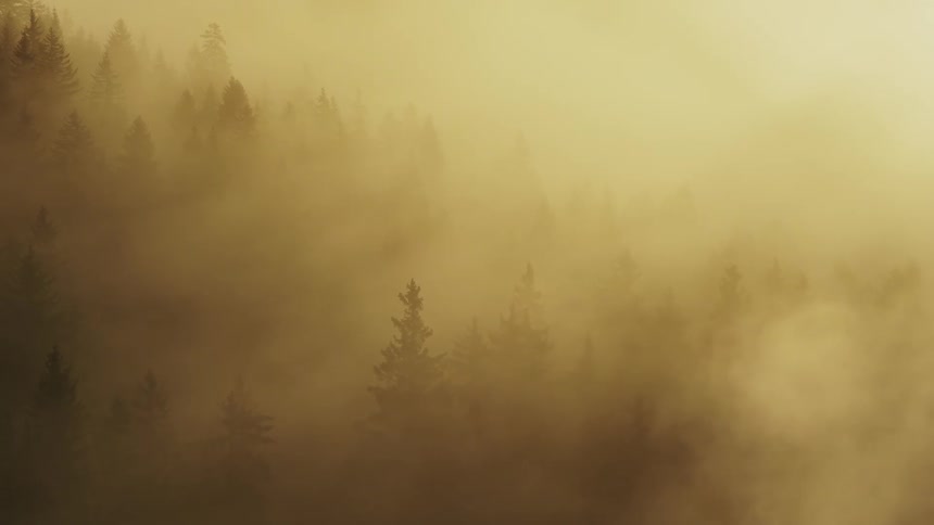 The video shows a dense evergreen forest shrouded in thick goldenhued fog or mist the tall dark silhouettes of the trees appear ethereal against the warm diffused light suggesting either sunrise or sunset