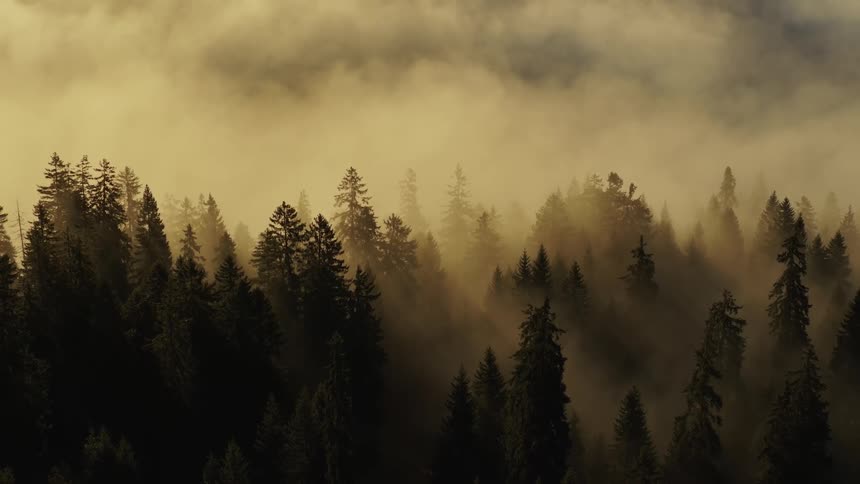 Fog drifts over a dense pine forest at sunrise