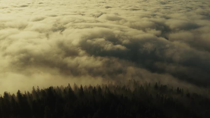 Thick clouds hang over the forest