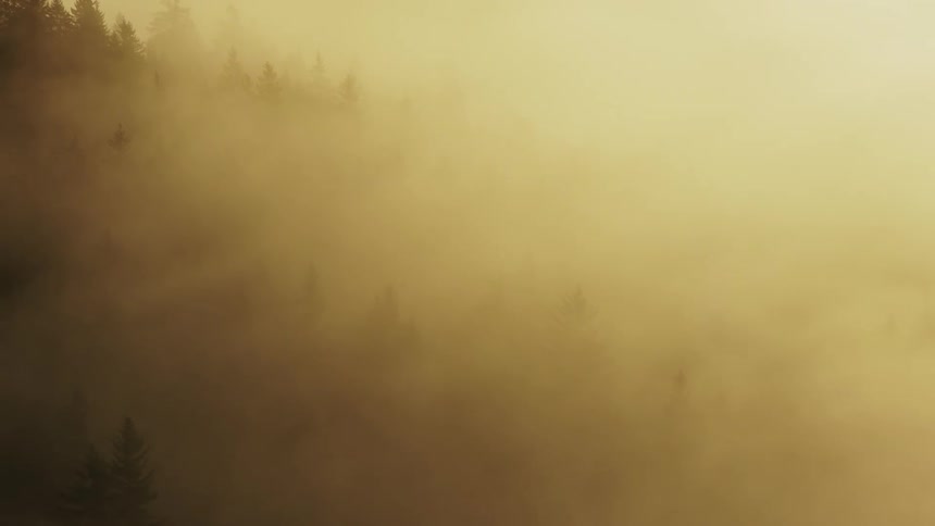 The video shows an evergreen forest enveloped in a thick golden fog or mist that completely obscures the horizon the tips of the trees are barely visible through the hazy softfocus light giving the scene an ethereal look