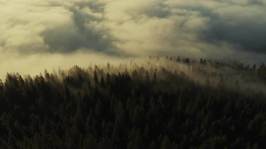 The video is a highangle shot of a dense evergreen forest blanketed by thick clouds or fog with only the tops of the trees visible the clouds drift slowly obscuring and revealing the dark forest canopy below