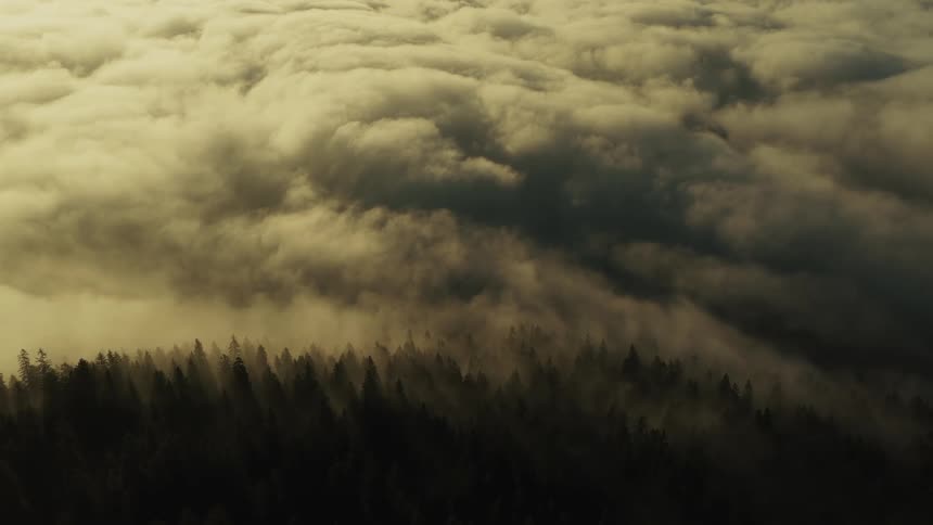 Thick layer of clouds over a forest shaded by the morning light