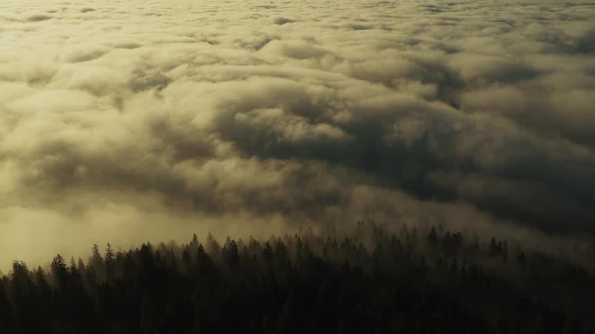 A dense layer of white clouds extending across the upper frame the tops of a dark evergreen forest peek out from beneath the cloud layer and the entire scene is bathed in a warm golden light