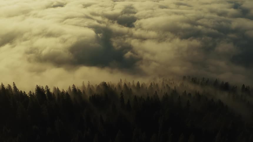 A thick blanket of clouds drift above a dark conifer forest with long sunbeams