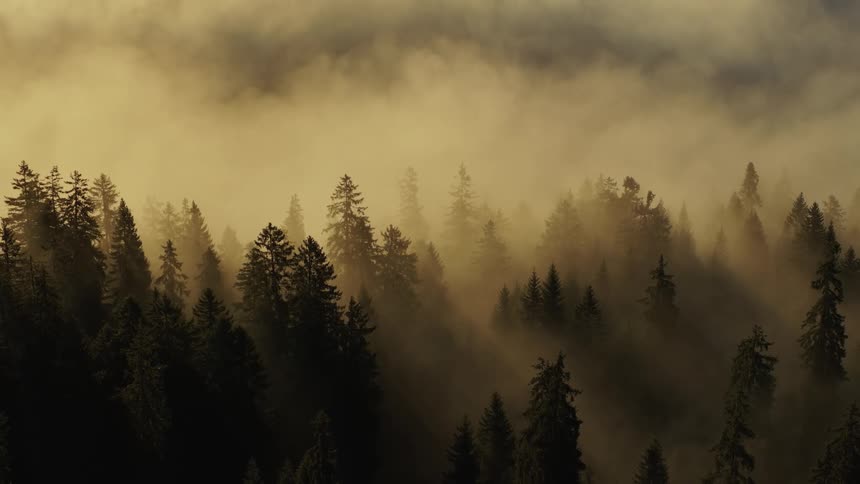 Pine forest enveloped in golden mist under soft morning light