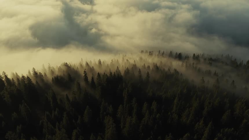 Forest covered by golden mist at sunrise