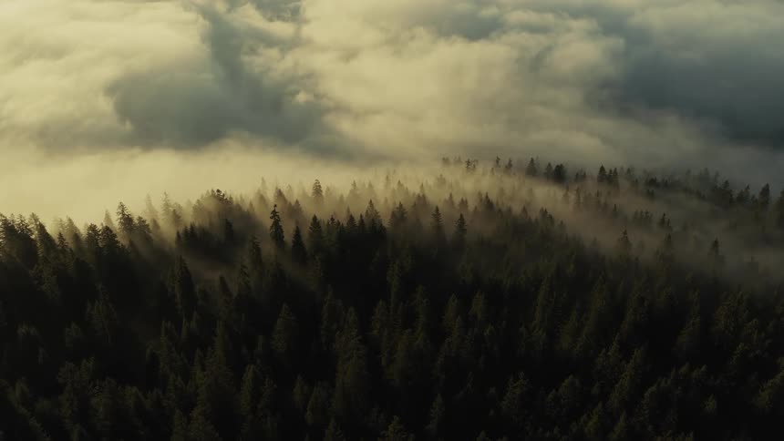 A dense forest of evergreen trees covering a sloping terrain clouds and mist hang low above the tree line and shafts of sun light penetrate the fog and illuminate the tops of the trees
