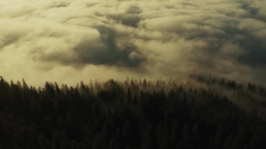 A golden blanket of low clouds drifts over a dense evergreen forest at sunrise with long rays of light cutting through the mist