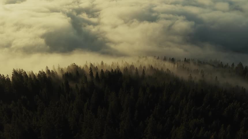 Forest covered by thick mist illuminated by soft golden light