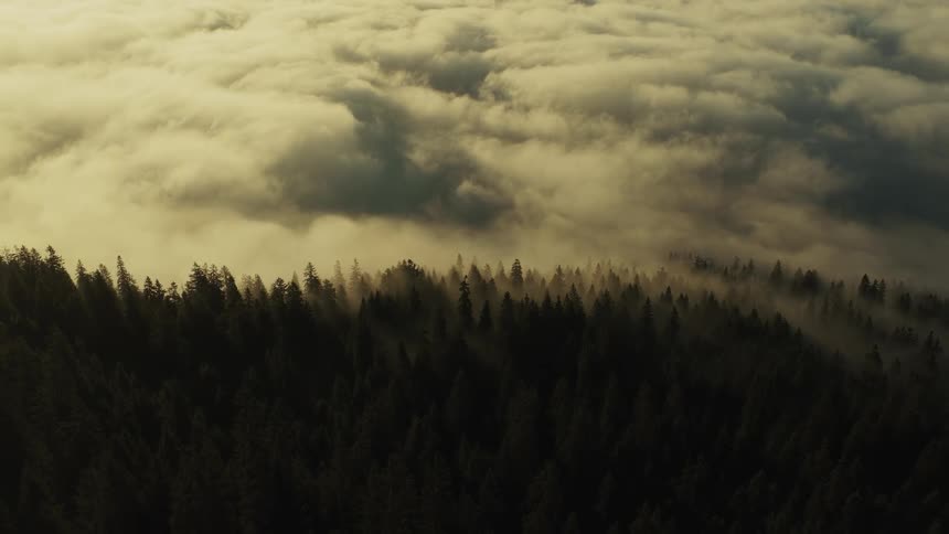 A low cloud layer rolls over a dark evergreen forest at golden hour