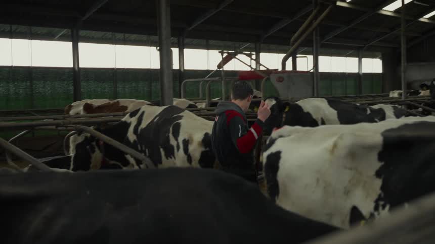 A farmer tending a large herd of dairy cows in a brightly lit barn