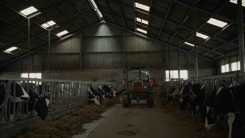 Dairy cows feeding from a hay trough inside a dark barn