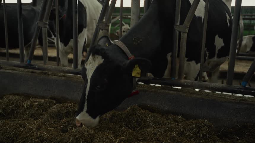 A hungry dairy cow is eating hay while standing in a metal enclosure near other cows