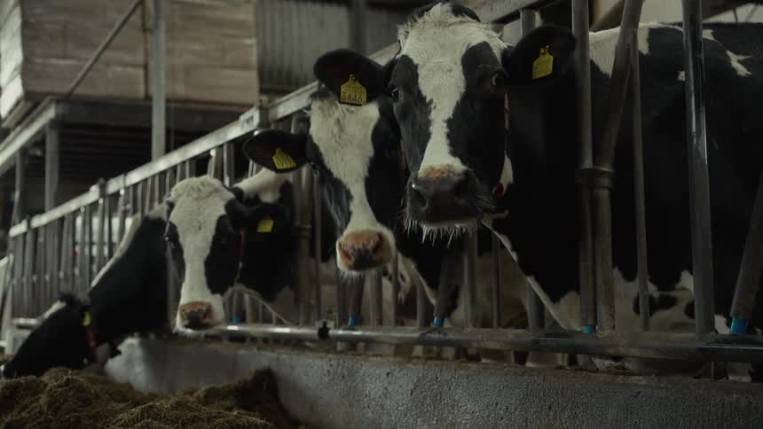 A group of black and white dairy cows are eating and looking around from feed stalls inside a barn