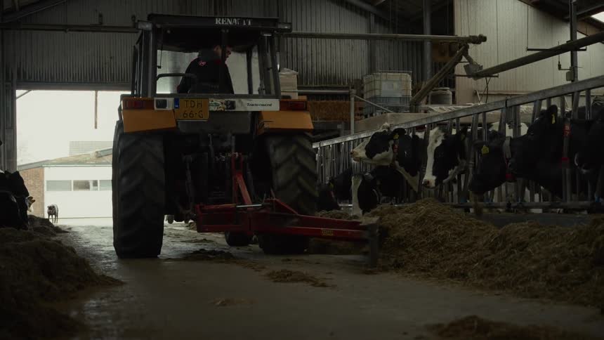 The video shows a yellow tractor moving slowly down a wide barn aisle pushing a pile of haystraw bedding and feed along the base of the cattle stalls cows with black and white markings are visible in the stalls feeding on the side opposite the