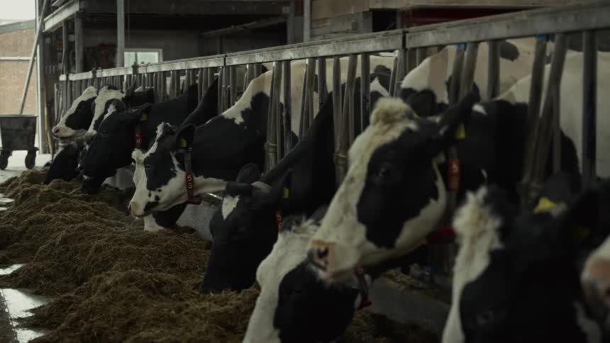 Herd of cows eating hay in cowshed on dairy farm