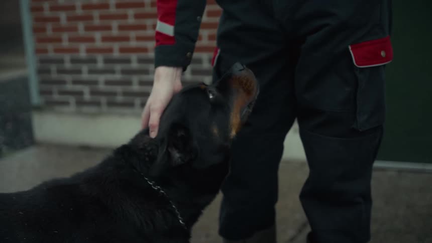 Person pets a black rottweiler near a brick wall outdoors