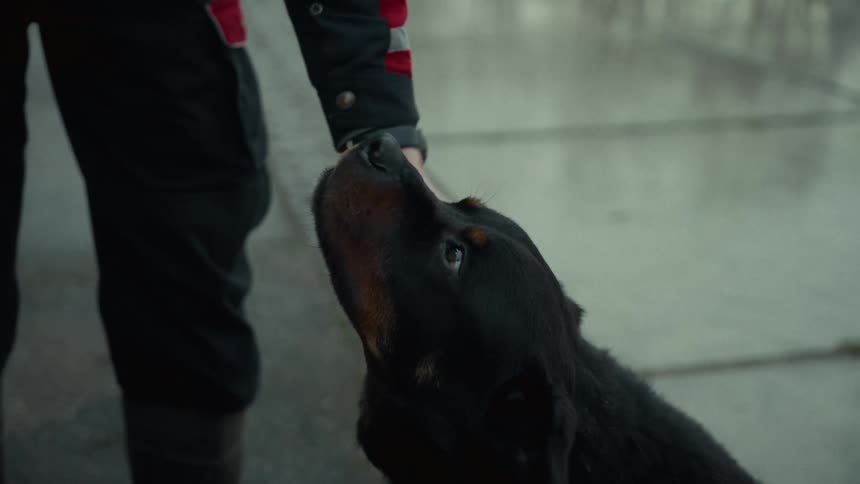 Closeup of a person gently petting a rottweiler