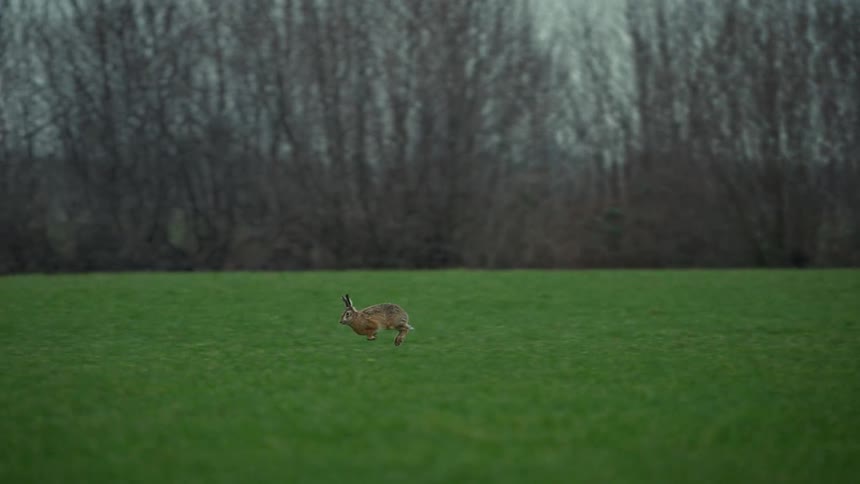 A brown hare running across a green field with trees in the background