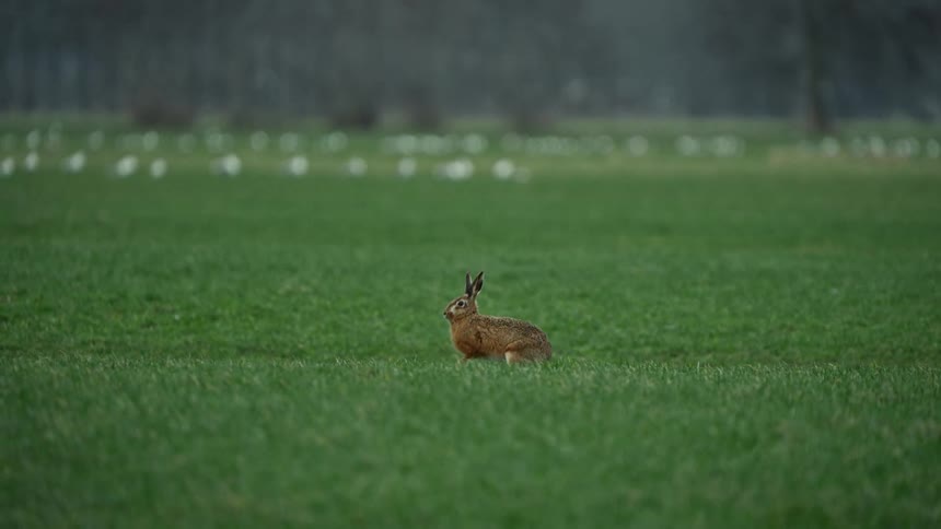 A hare sits alert in a green open field with a blurred foliage